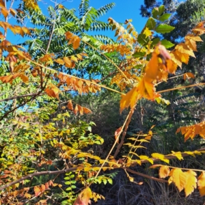 Koelreuteria paniculata at Watson, ACT - 24 Apr 2024