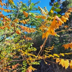 Koelreuteria paniculata (Golden Rain Tree) at Watson, ACT - 24 Apr 2024 by abread111