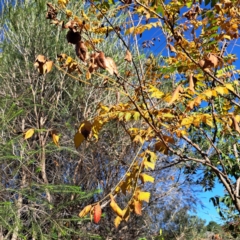 Koelreuteria paniculata at Watson, ACT - 24 Apr 2024