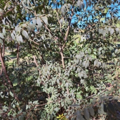 Celtis australis (Nettle Tree) at Watson, ACT - 24 Apr 2024 by abread111