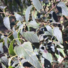 Celtis australis at Watson, ACT - 24 Apr 2024 02:35 PM