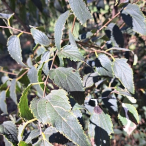 Celtis australis at Watson, ACT - 24 Apr 2024