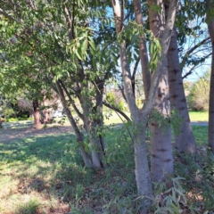 Celtis australis (Nettle Tree) at Watson, ACT - 24 Apr 2024 by abread111