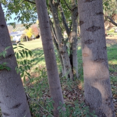 Celtis australis at Watson, ACT - 24 Apr 2024 02:39 PM