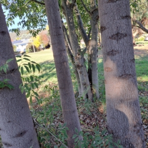 Celtis australis at Watson, ACT - 24 Apr 2024 02:39 PM