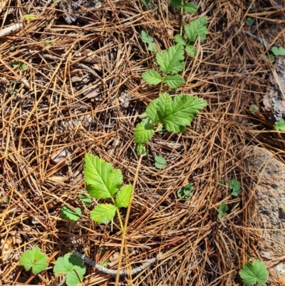 Rubus parvifolius (Native Raspberry) at Isaacs Ridge - 24 Apr 2024 by Mike