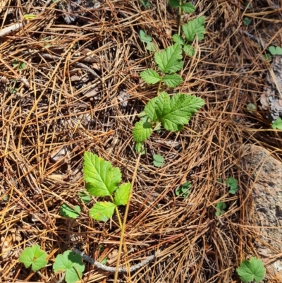 Rubus parvifolius (Native Raspberry) at Isaacs Ridge and Nearby - 24 Apr 2024 by Mike