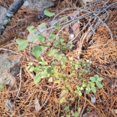 Pittosporum tenuifolium (Kohuhu) at Isaacs, ACT - 24 Apr 2024 by Mike