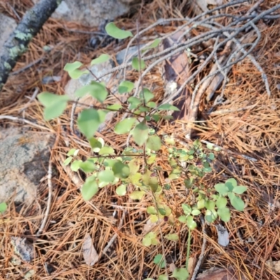 Pittosporum tenuifolium (Kohuhu) at Isaacs Ridge and Nearby - 24 Apr 2024 by Mike
