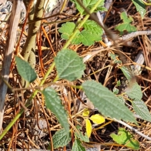 Celtis australis at Isaacs Ridge - 24 Apr 2024 03:07 PM