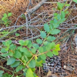 Ligustrum sinense at Isaacs Ridge - 24 Apr 2024