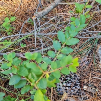 Ligustrum sinense (Narrow-leaf Privet, Chinese Privet) at Isaacs Ridge and Nearby - 24 Apr 2024 by Mike