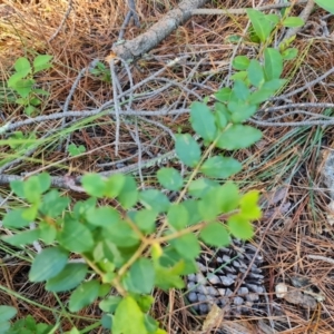Ligustrum sinense (Narrow-leaf Privet, Chinese Privet) at Isaacs Ridge by Mike