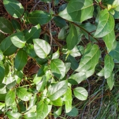 Viburnum tinus (Laurustinus) at Isaacs, ACT - 24 Apr 2024 by Mike