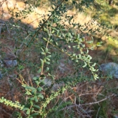 Bursaria spinosa subsp. lasiophylla (Australian Blackthorn) at Isaacs Ridge and Nearby - 24 Apr 2024 by Mike