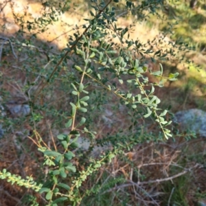 Bursaria spinosa subsp. lasiophylla at Isaacs Ridge - 24 Apr 2024 03:03 PM