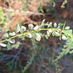 Bursaria spinosa subsp. lasiophylla at Isaacs Ridge - 24 Apr 2024