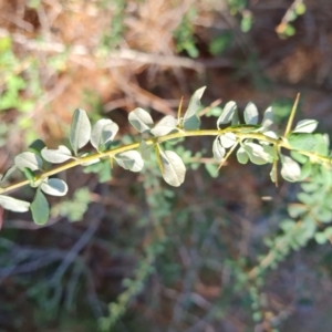 Bursaria spinosa subsp. lasiophylla at Isaacs Ridge - 24 Apr 2024 03:03 PM