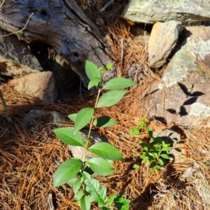 Ligustrum lucidum at Isaacs, ACT - 24 Apr 2024