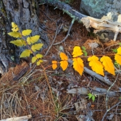 Koelreuteria paniculata (Golden Rain Tree) at Isaacs, ACT - 24 Apr 2024 by Mike