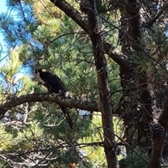 Zanda funerea (Yellow-tailed Black-Cockatoo) at Isaacs, ACT - 24 Apr 2024 by Mike