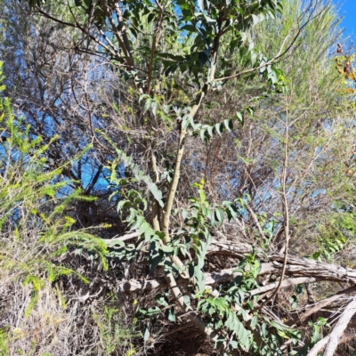 Celtis australis (Nettle Tree) at Watson, ACT - 24 Apr 2024 by abread111