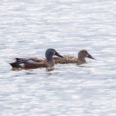 Spatula rhynchotis (Australasian Shoveler) at Moss Vale - 20 Apr 2024 by NigeHartley