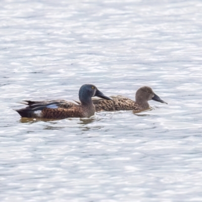 Spatula rhynchotis (Australasian Shoveler) at Wingecarribee Local Government Area - 20 Apr 2024 by NigeHartley