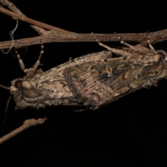 Dasygaster padockina (Tasmanian Cutworm) at WendyM's farm at Freshwater Ck. - 16 Mar 2024 by WendyEM