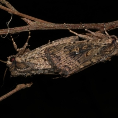 Dasygaster padockina (Tasmanian Cutworm) at Freshwater Creek, VIC - 15 Mar 2024 by WendyEM