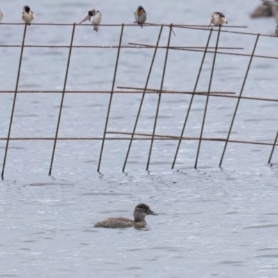 Oxyura australis (Blue-billed Duck) at Wingecarribee Local Government Area - 20 Apr 2024 by NigeHartley