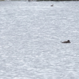 Oxyura australis at Wingecarribee Local Government Area - 20 Apr 2024