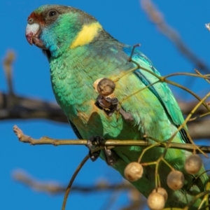 Barnardius zonarius at Broken Hill, NSW - 24 Jul 2022