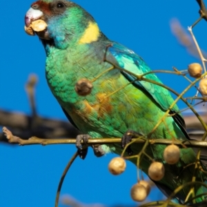 Barnardius zonarius at Broken Hill, NSW - 24 Jul 2022