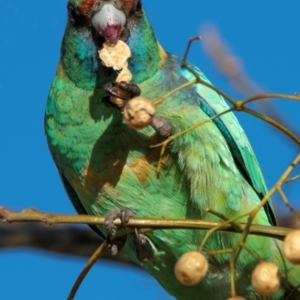 Barnardius zonarius at Broken Hill, NSW - 24 Jul 2022