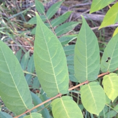 Ailanthus altissima at Watson, ACT - 24 Apr 2024