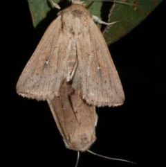 Leucania uda (A Noctuid moth) at Freshwater Creek, VIC - 15 Mar 2024 by WendyEM