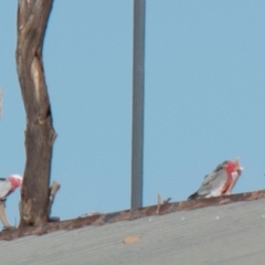 Eolophus roseicapilla (Galah) at Silverton, NSW - 25 Jul 2022 by Petesteamer