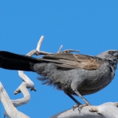 Struthidea cinerea (Apostlebird) at Silverton, NSW - 25 Jul 2022 by Petesteamer