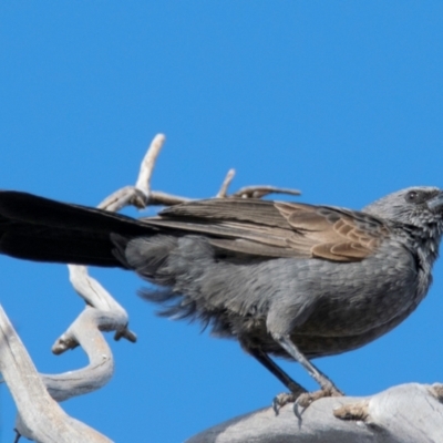 Struthidea cinerea (Apostlebird) at Silverton, NSW - 25 Jul 2022 by Petesteamer