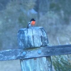 Petroica boodang (Scarlet Robin) at Wamboin, NSW - 24 Apr 2024 by JT1997