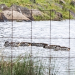 Malacorhynchus membranaceus (Pink-eared Duck) at Moss Vale - 20 Apr 2024 by NigeHartley