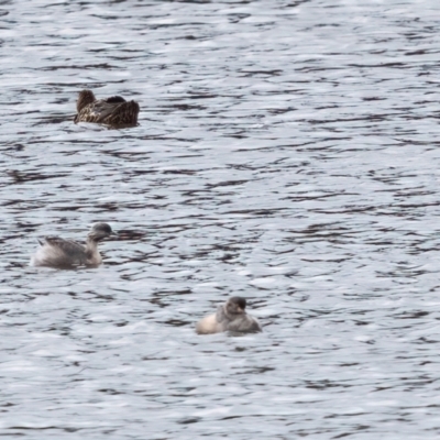 Poliocephalus poliocephalus (Hoary-headed Grebe) at Wingecarribee Local Government Area - 20 Apr 2024 by NigeHartley