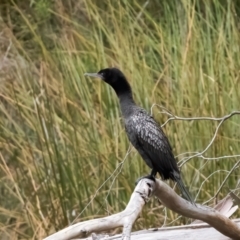 Phalacrocorax sulcirostris (Little Black Cormorant) at Penrose - 14 Nov 2023 by NigeHartley