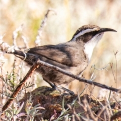 Pomatostomus superciliosus (White-browed Babbler) at Living Desert State Park - 28 Jul 2022 by Petesteamer