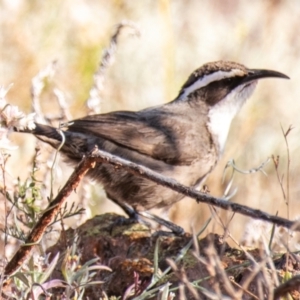 Pomatostomus superciliosus at Living Desert State Park - 28 Jul 2022