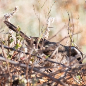 Pomatostomus superciliosus at Living Desert State Park - 28 Jul 2022