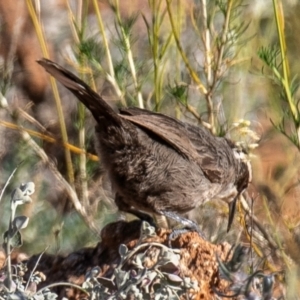 Pomatostomus superciliosus at Living Desert State Park - 28 Jul 2022