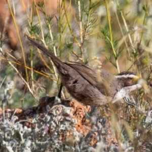 Pomatostomus superciliosus at Living Desert State Park - 28 Jul 2022