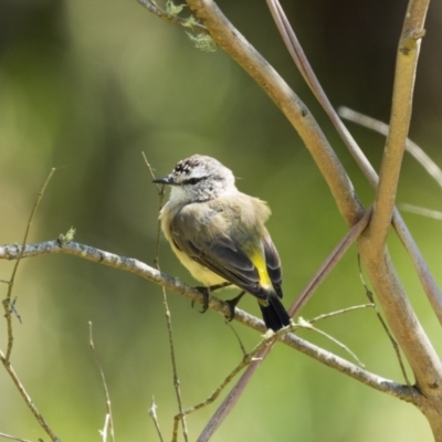 Acanthiza chrysorrhoa (Yellow-rumped Thornbill) at Wingecarribee Local Government Area - 9 Jan 2024 by NigeHartley